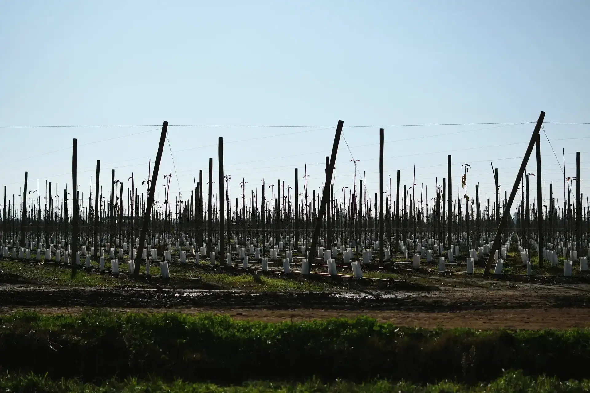 Instalación solar Solfrut