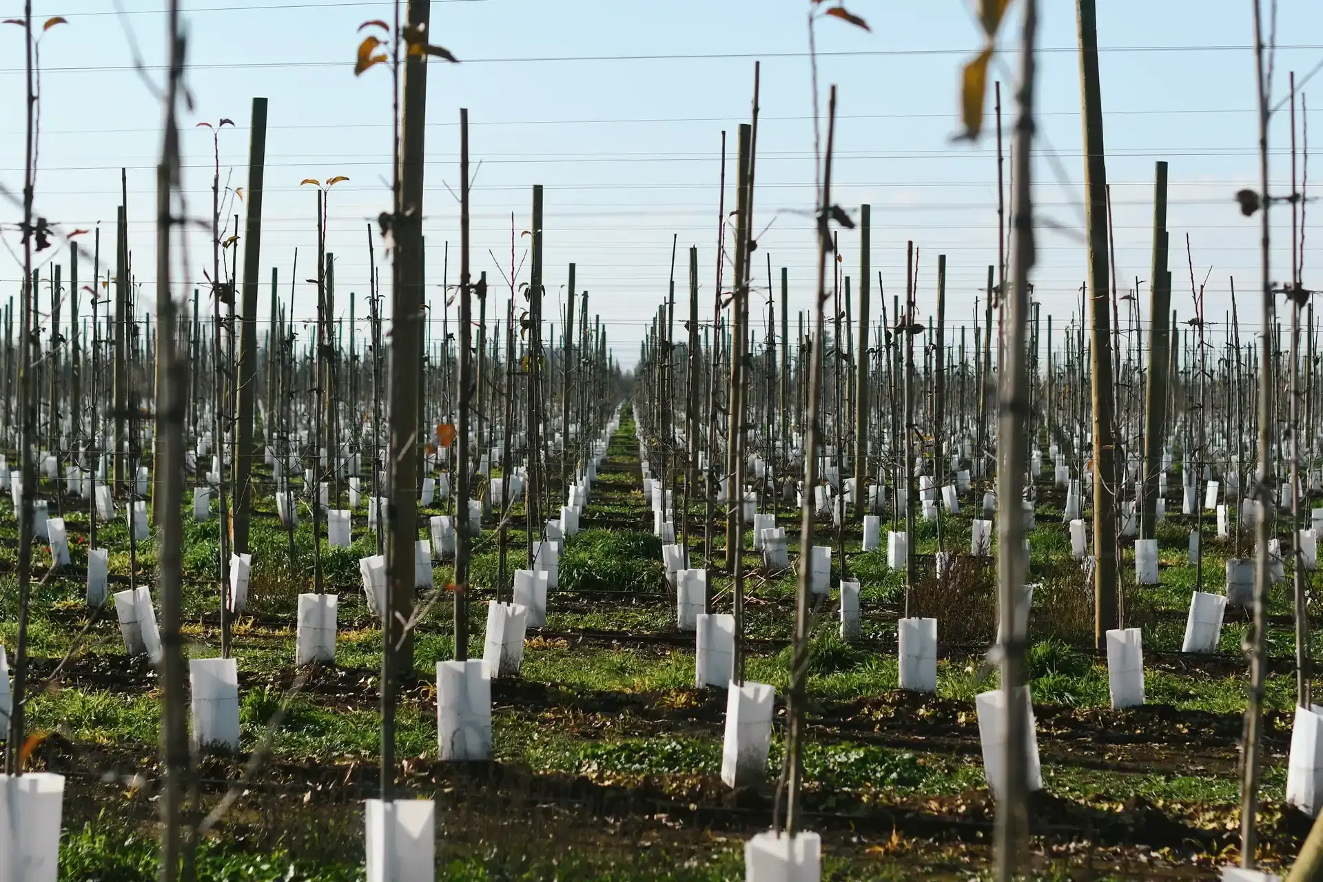 Instalación solar Solfrut
